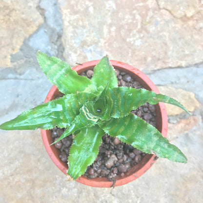  Cryptanthus Beuckeri Plant