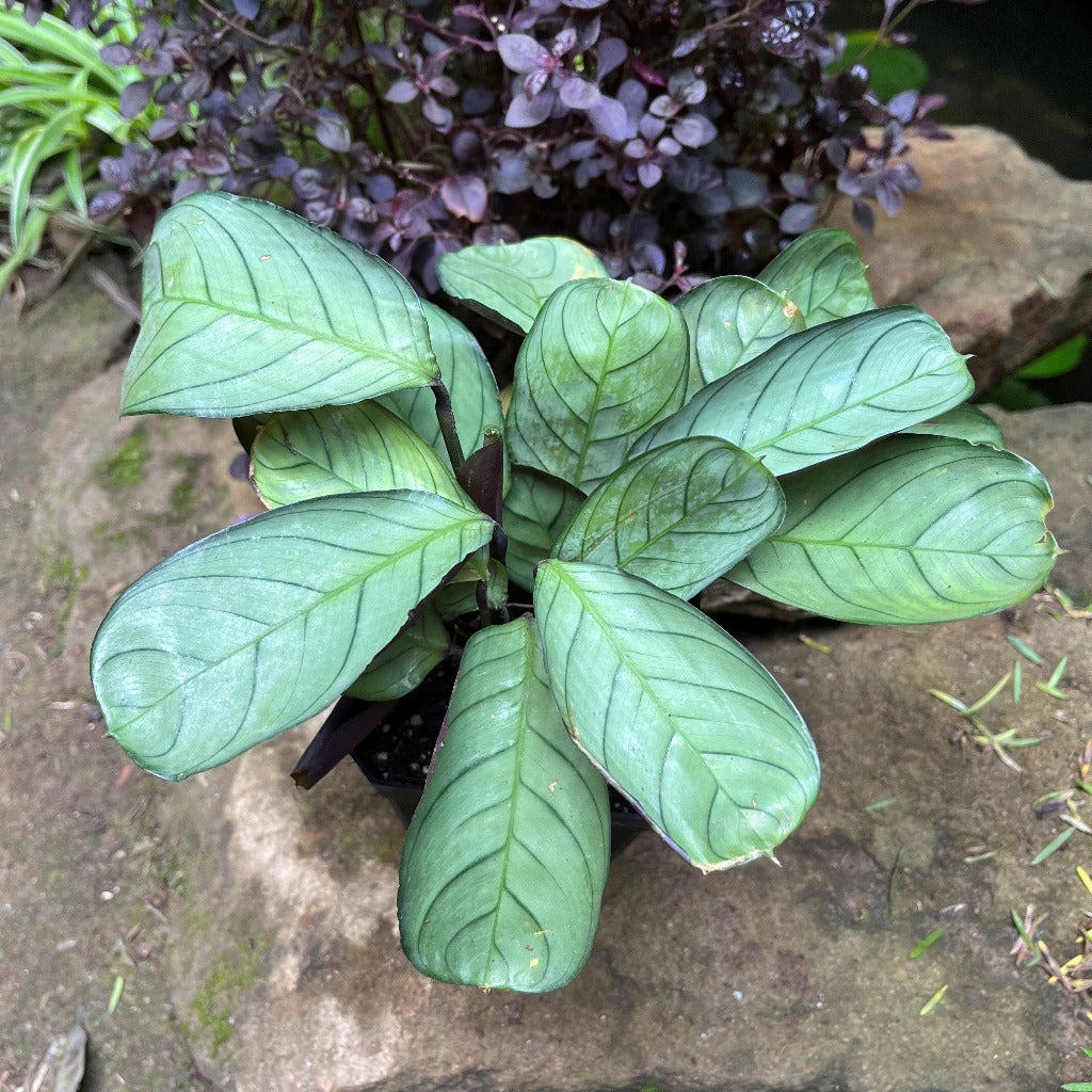  Ctenanthe Amagris Plant