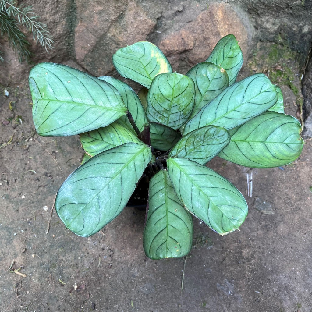  Ctenanthe Amagris Plant