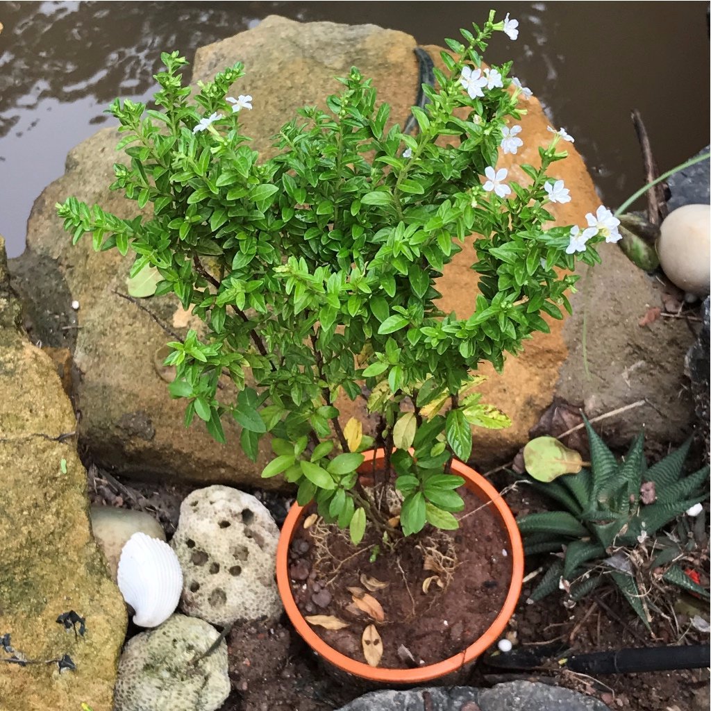  Mexican False Heather White Plant