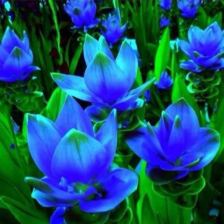  Curcuma 'Blue Wonder'- Summer Tulip (Bulbs)