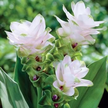  Curcuma Zedoaria 'White Wonder'- Summer Tulip (Bulbs)