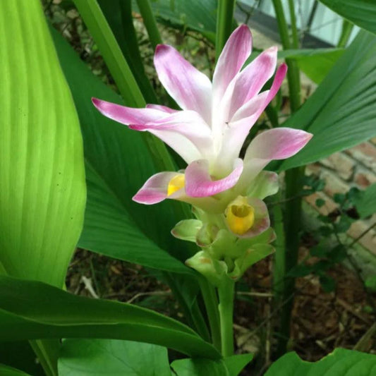  Curcuma Amada 'Mango Ginger' (Bulbs)