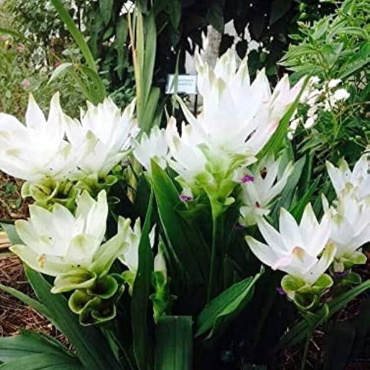  Curcuma Alismatifolia 'White' - Summer Tulip (Bulbs)