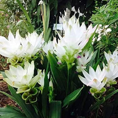  Curcuma Alismatifolia 'White' - Summer Tulip (Bulbs)