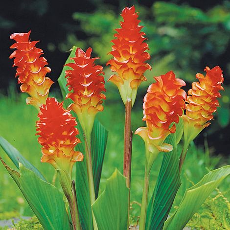  Curcuma Roscoeana - Summer Tulip (Bulbs)