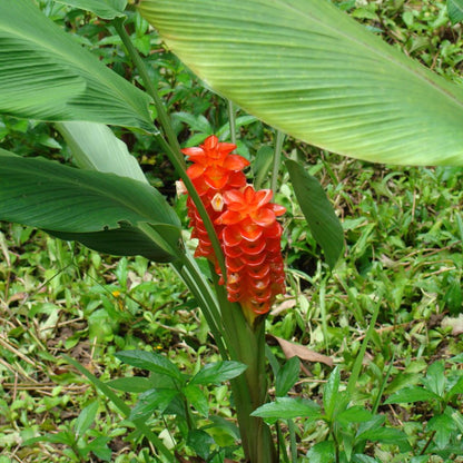  Curcuma Roscoeana - Summer Tulip (Bulbs)