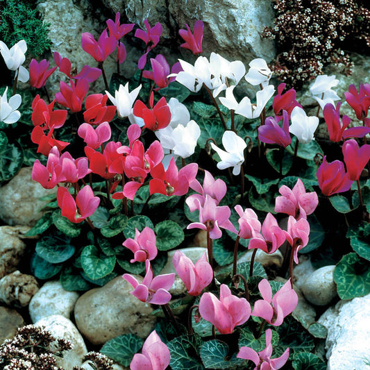  Cyclamen Hybrid (Mix Bulbs)