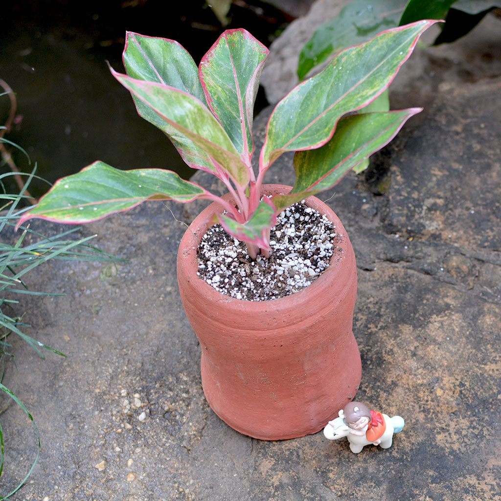  Set Of 2 Curved Cylindrical Terracotta Pot