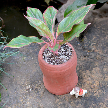  Set Of 2 Curved Cylindrical Terracotta Pot