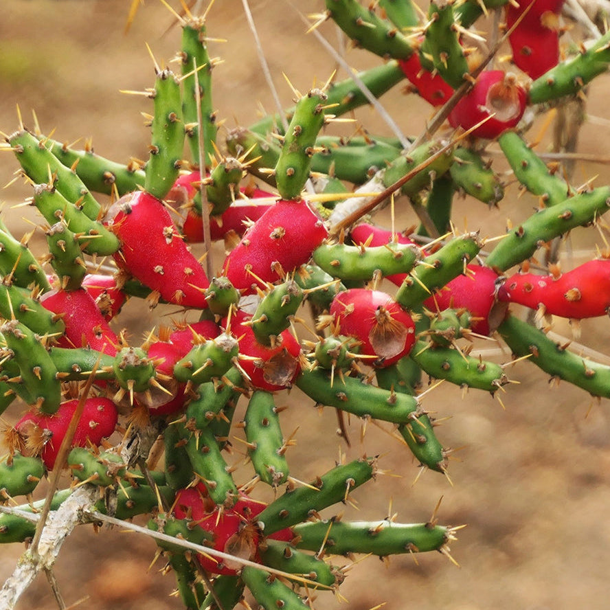  Cylindropuntia Leptocaulis (Desert Christmas Cactus) Plant