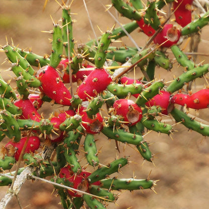  Cylindropuntia Leptocaulis (Desert Christmas Cactus) Plant