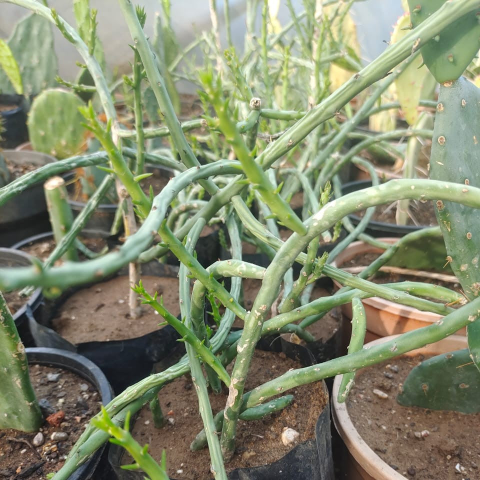  Cylindropuntia Leptocaulis (Desert Christmas Cactus) Plant