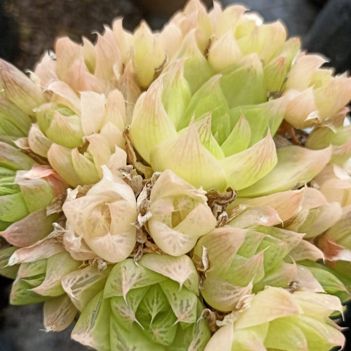  Haworthia Cymbiformis F. Pallida Succulent Plant