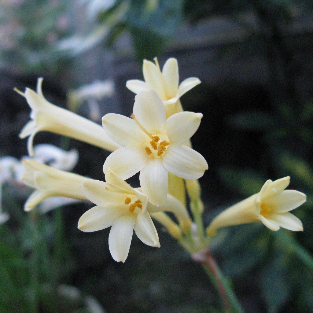  Cyrtanthus Mackenii 'Cream White' (Bulbs)
