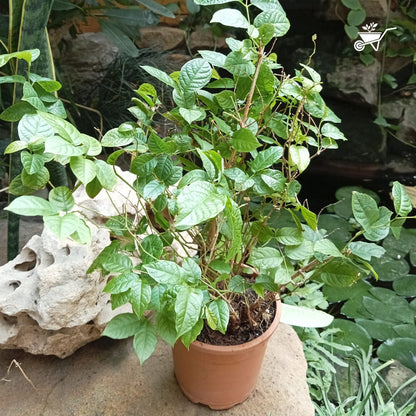  Dwarf Madhu Malti | MadhuMalti | Rangoon Creeper Plant