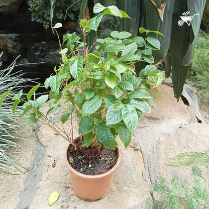  Dwarf Madhu Malti | MadhuMalti | Rangoon Creeper Plant