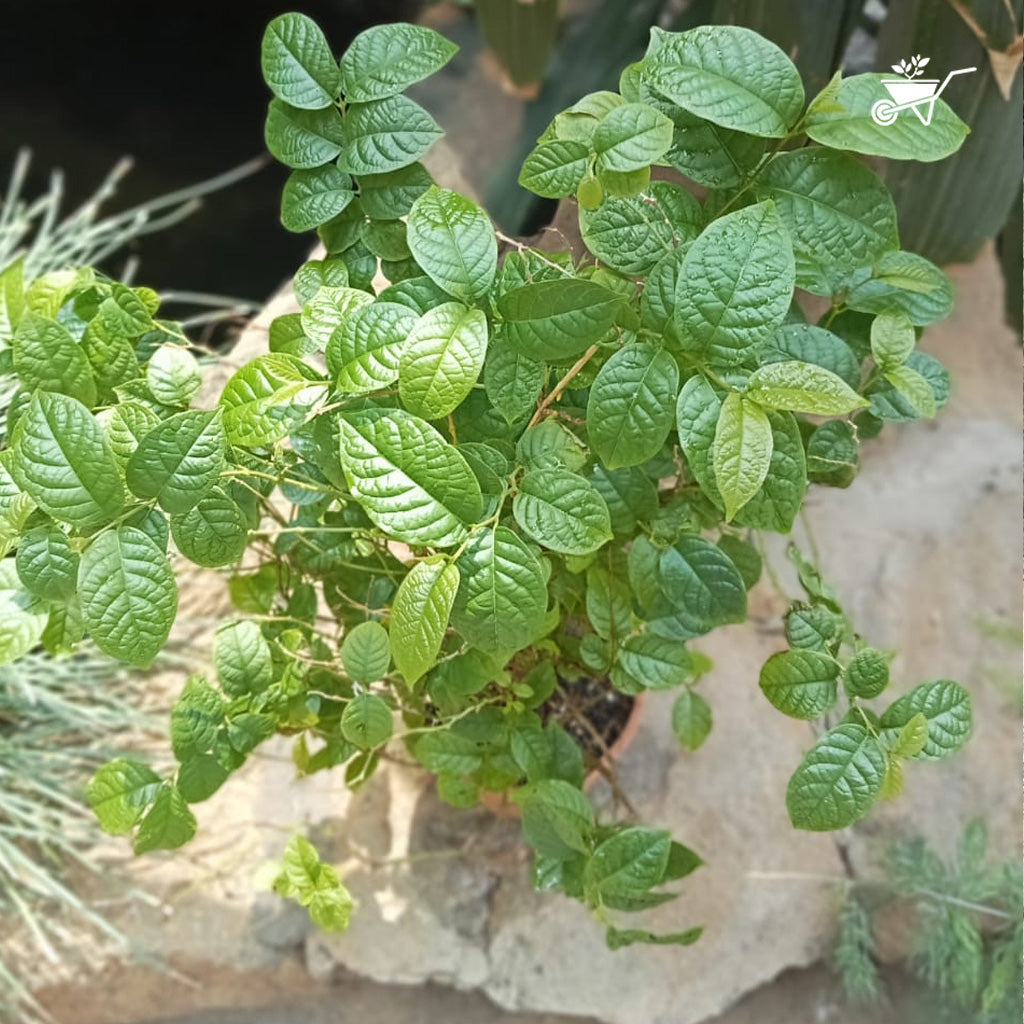  Dwarf Madhu Malti | MadhuMalti | Rangoon Creeper Plant