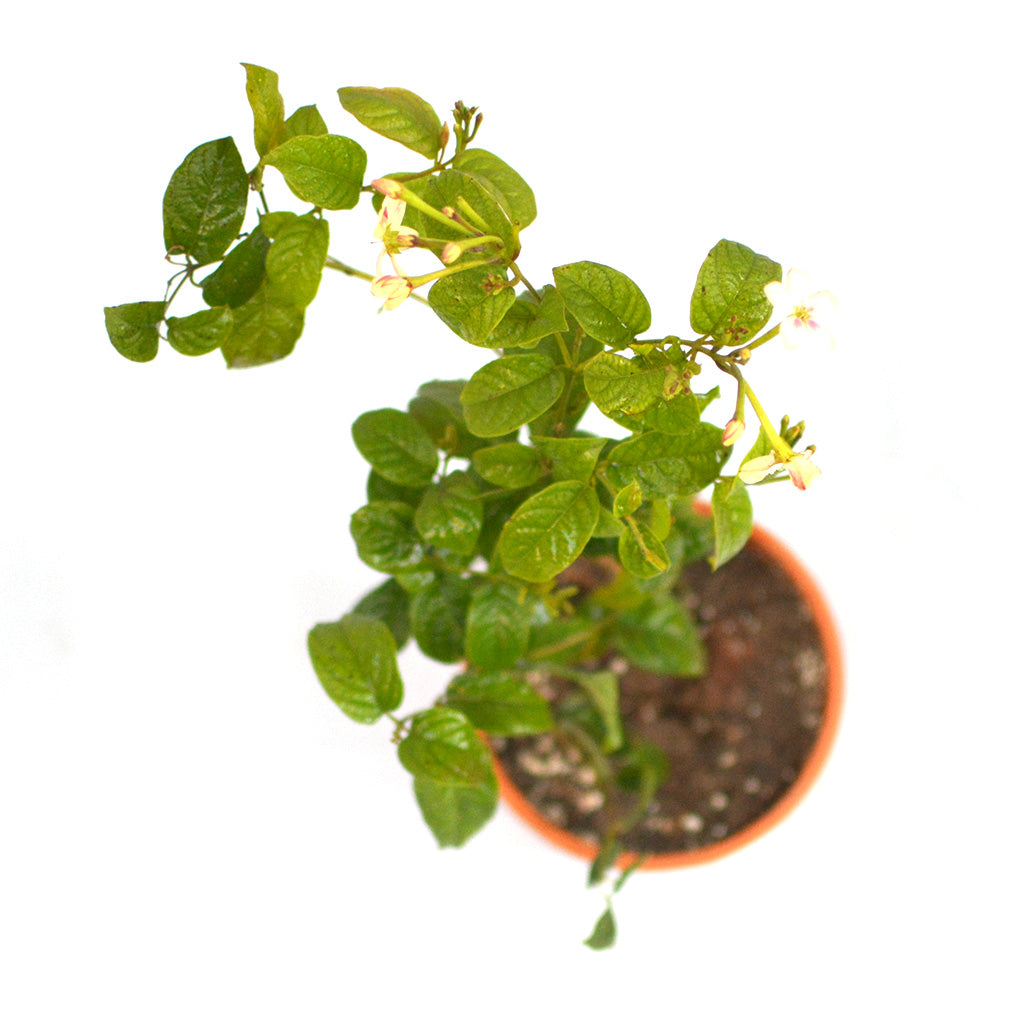  Dwarf Madhu Malti | MadhuMalti | Rangoon Creeper Plant