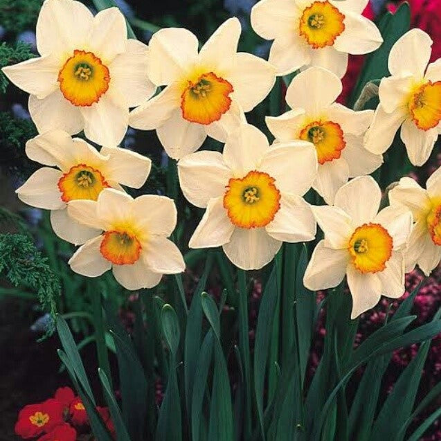  Narcissus 'Minnow' - Daffodil (Bulbs)