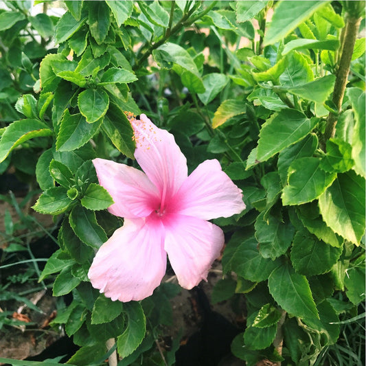  Hibiscus Lafrance Dainty Pink Plant