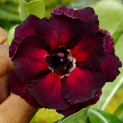  Dark Desire Adenium Plant