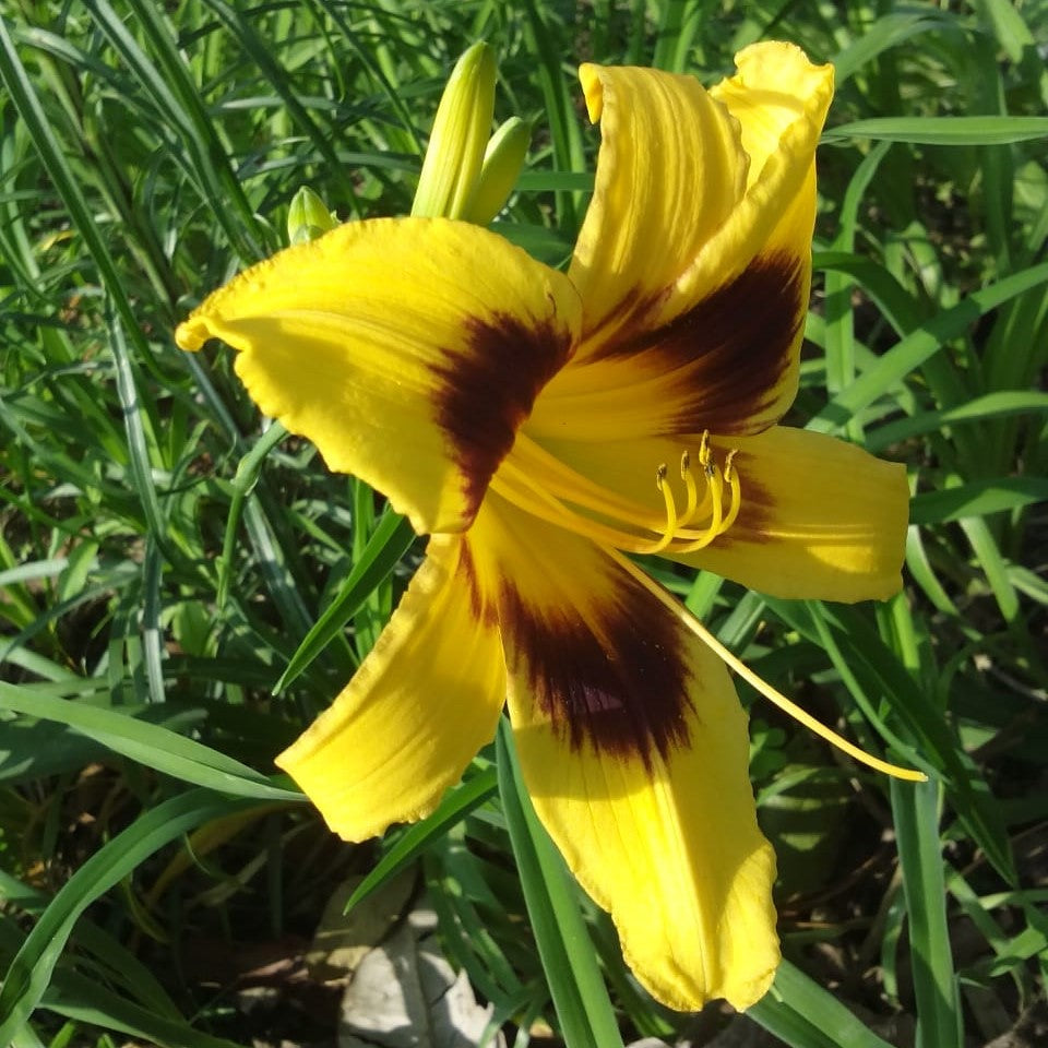  Hemerocallis 'El Desperado' (Bulbs)