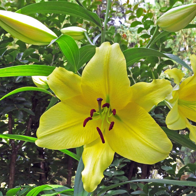  Hemerocallis 'Big Time Happy' (Bulbs)