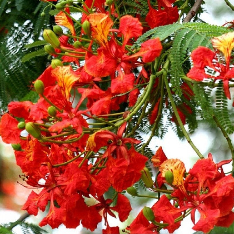  Delonix Regia - Gulmohar
