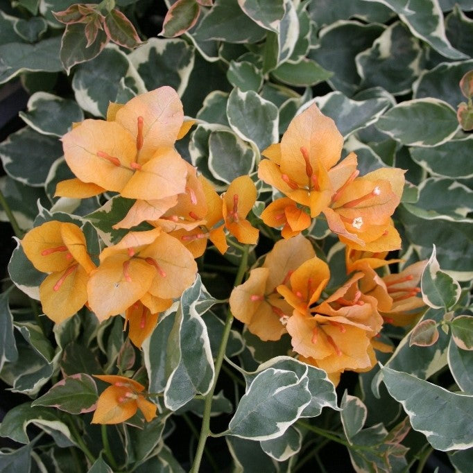  Bougainvillea Delta Dawn Plant