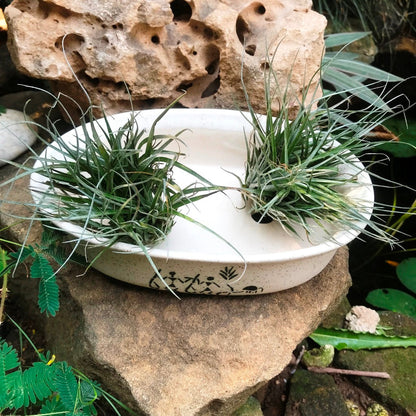  Designer Bonsai Ceramic Planter