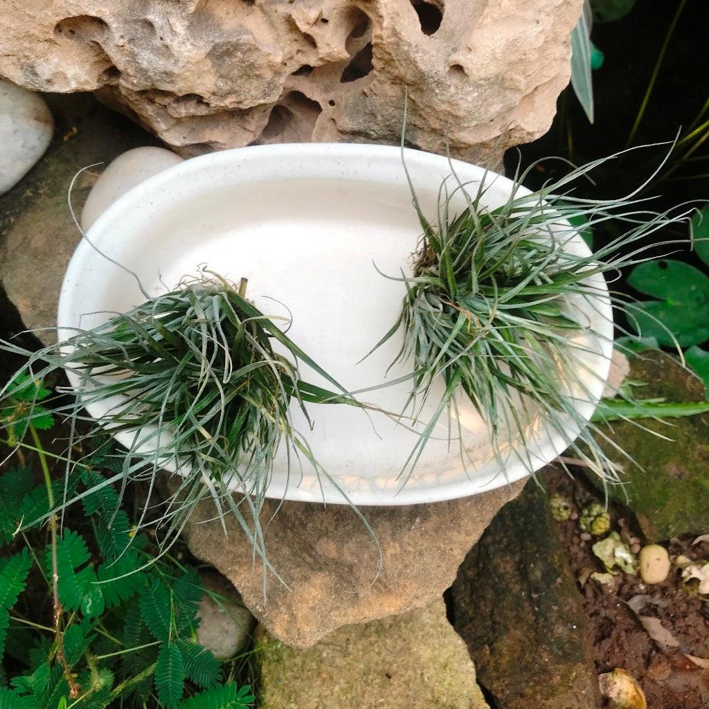  Designer Bonsai Ceramic Planter