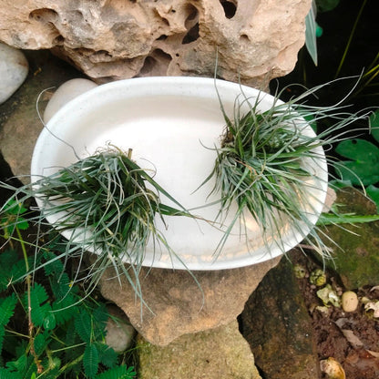  Designer Bonsai Ceramic Planter