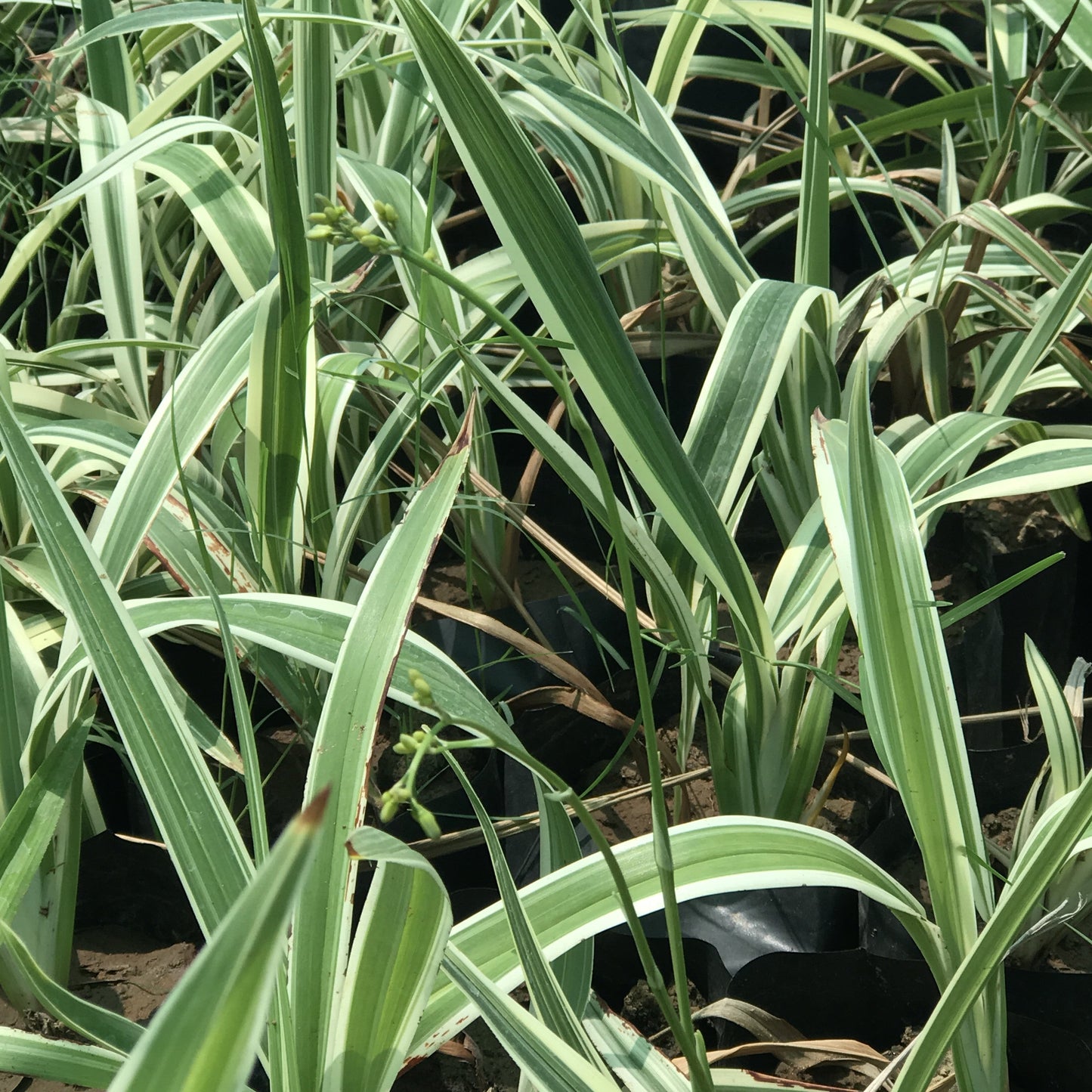  Tasmanian Variegated Flax Lily Plant
