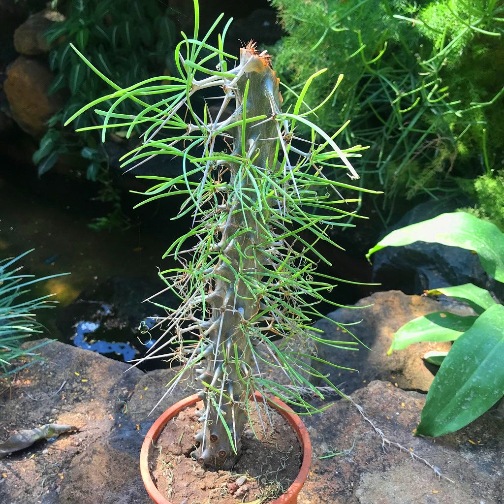  Didierea Madagascariensis Madagascar Octopus Cactus Plant