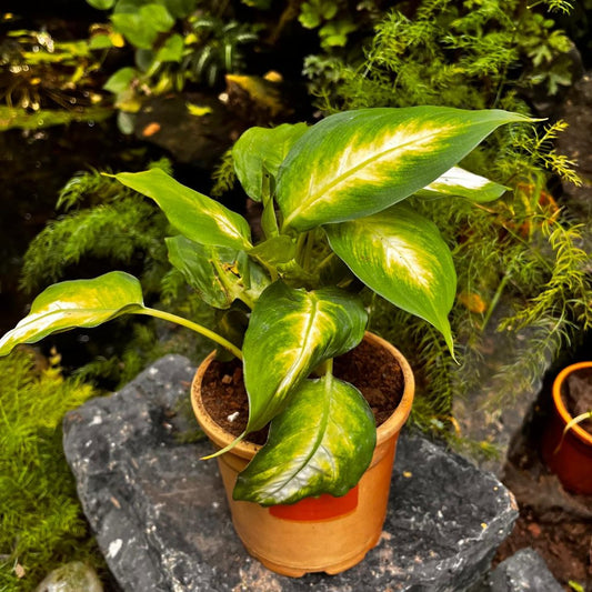  Dieffenbachia Amoena 'Camille' Plant
