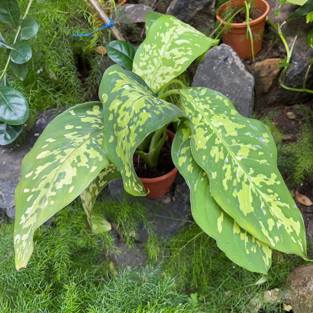  Dieffenbachia Amoena 'Cheetah' Plant