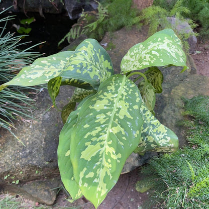  Dieffenbachia Amoena 'Cheetah' Plant