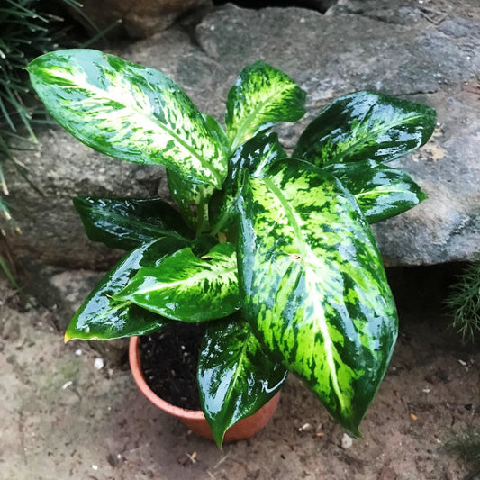  Dieffenbachia Sublime Plant