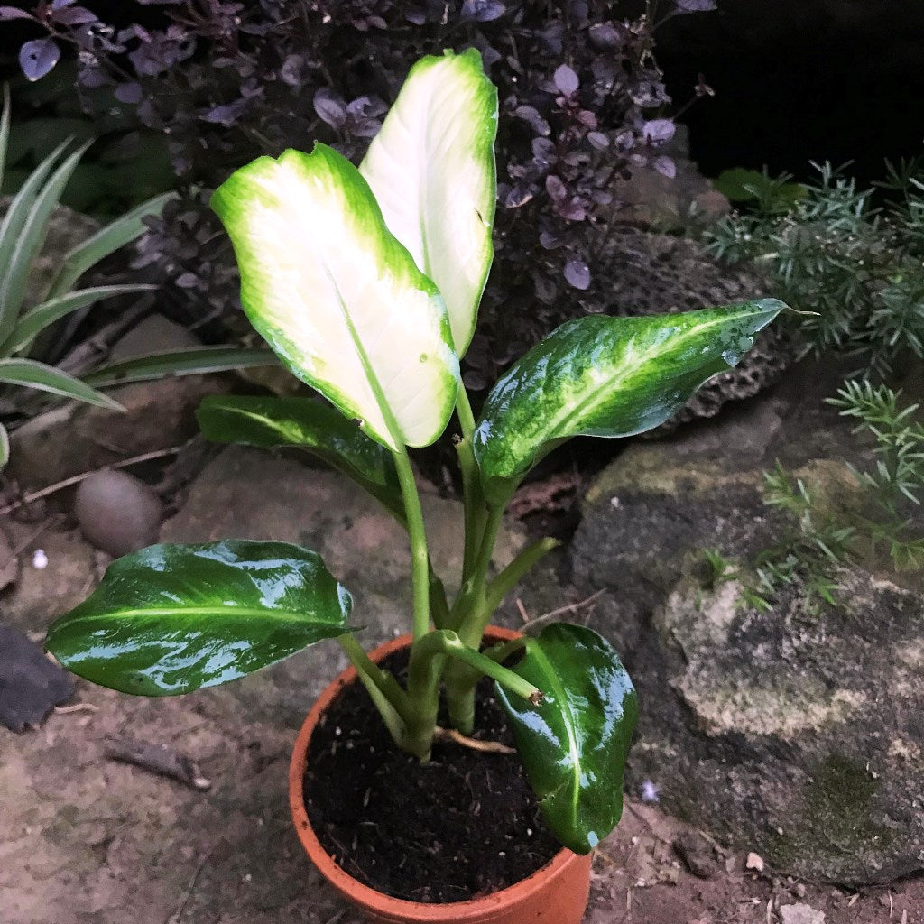  Dieffenbachia White Flame Plant