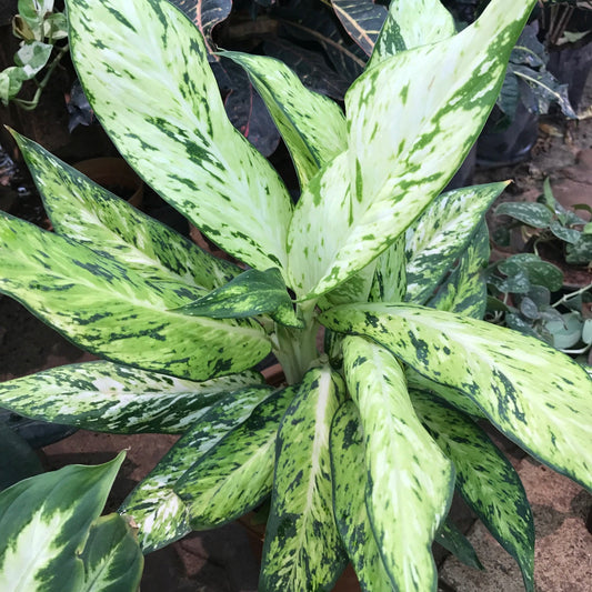  Dieffenbachia Vesuvius Plant