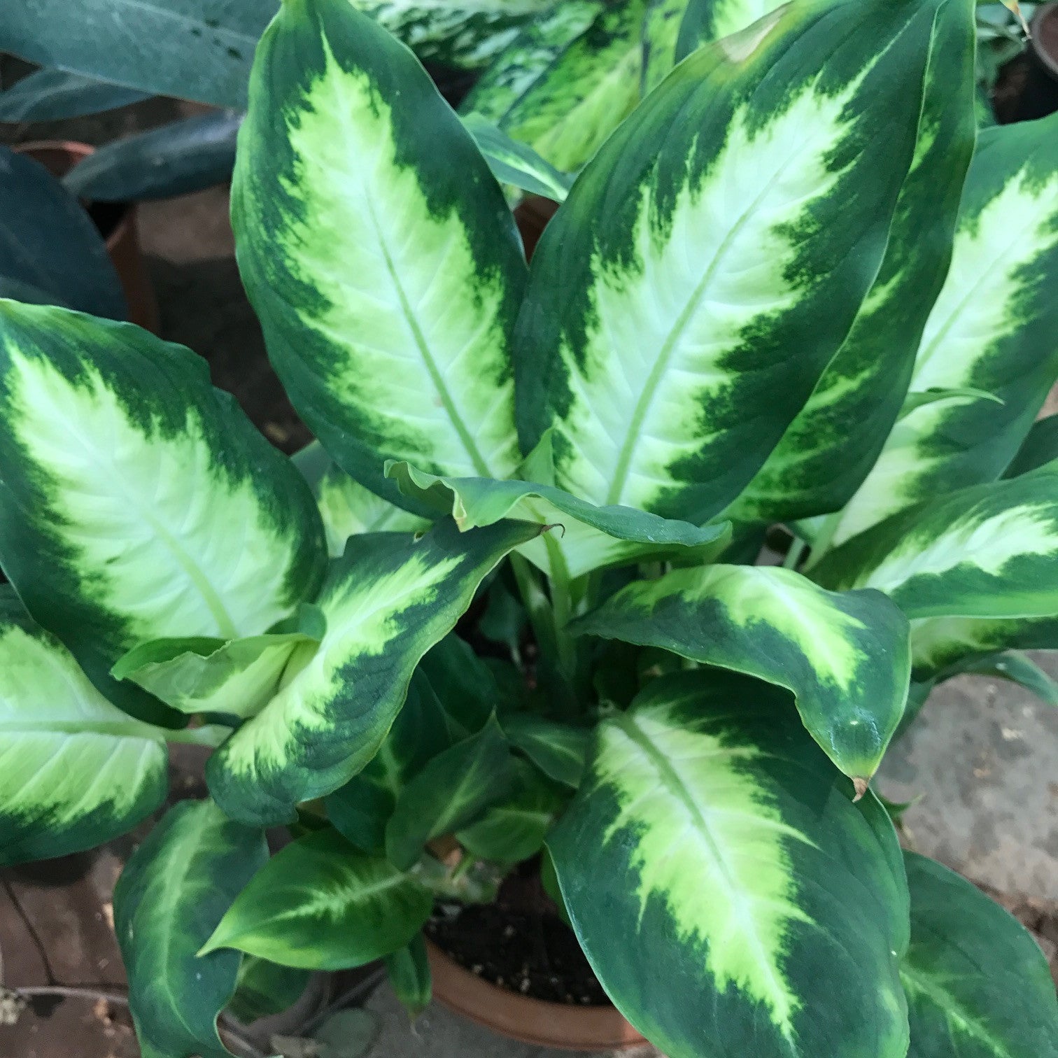  Dieffenbachia Maculata Camille Plant