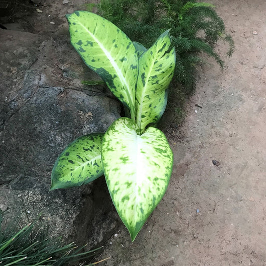  Dieffenbachia Amoena Big Banana Plant