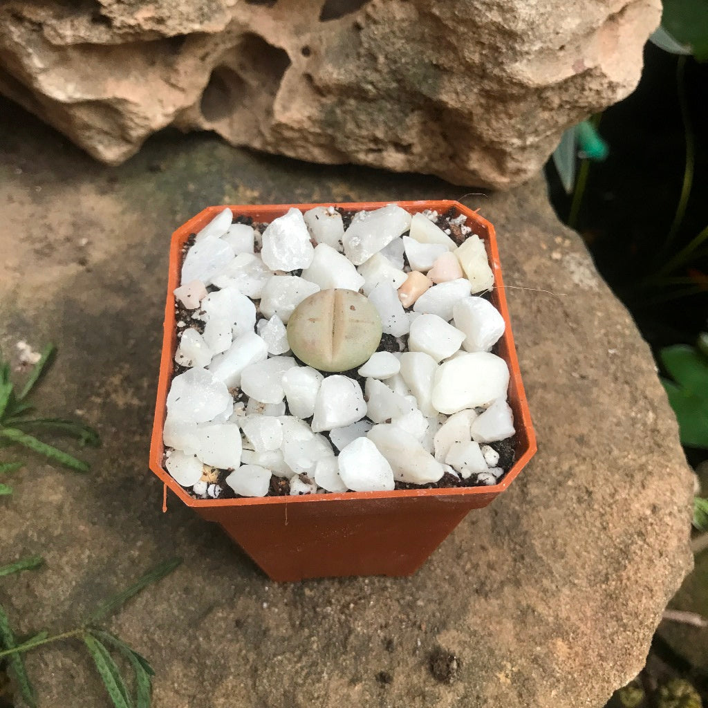  Dinteranthus Microspermus Subsp. Puberulus Succulent Plant