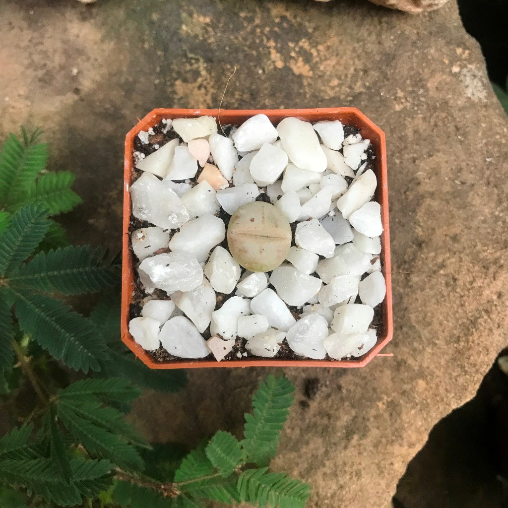  Dinteranthus Microspermus Subsp. Puberulus Succulent Plant
