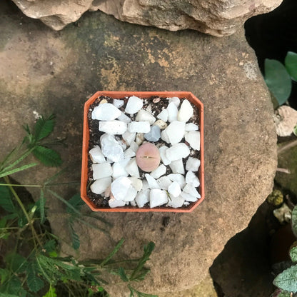  Dinteranthus Microspermus Subsp. Puberulus Succulent Plant