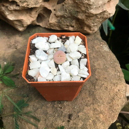  Dinteranthus Microspermus Subsp. Puberulus Succulent Plant