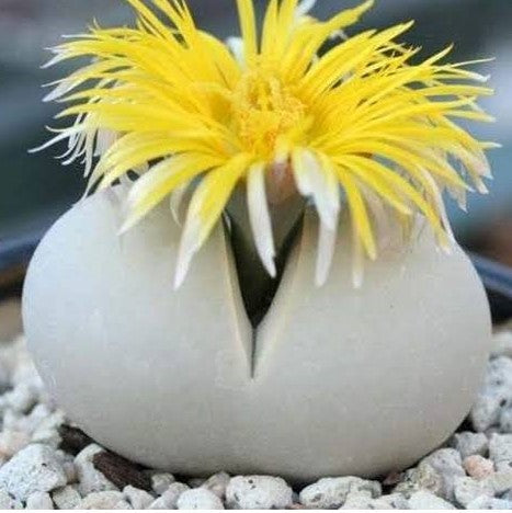 Dinteranthus Microspermus Succulent Plant