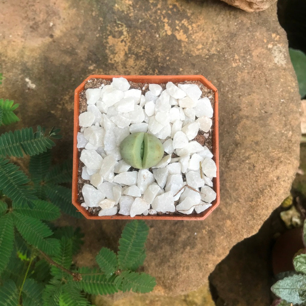  Dinteranthus Microspermus Succulent Plant