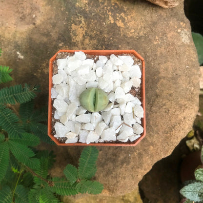  Dinteranthus Microspermus Succulent Plant